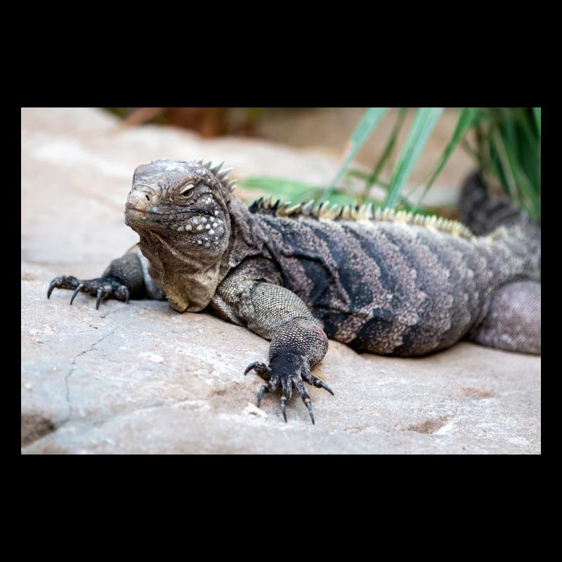 Iguane de roche de Cuba aussi iguane terrestre de Cuba