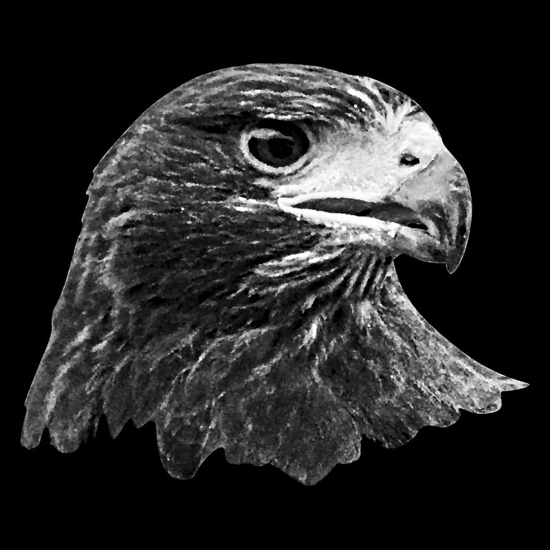 Aigle, faucon, buse, gris
