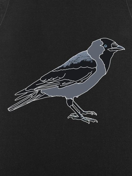 Jackdaw