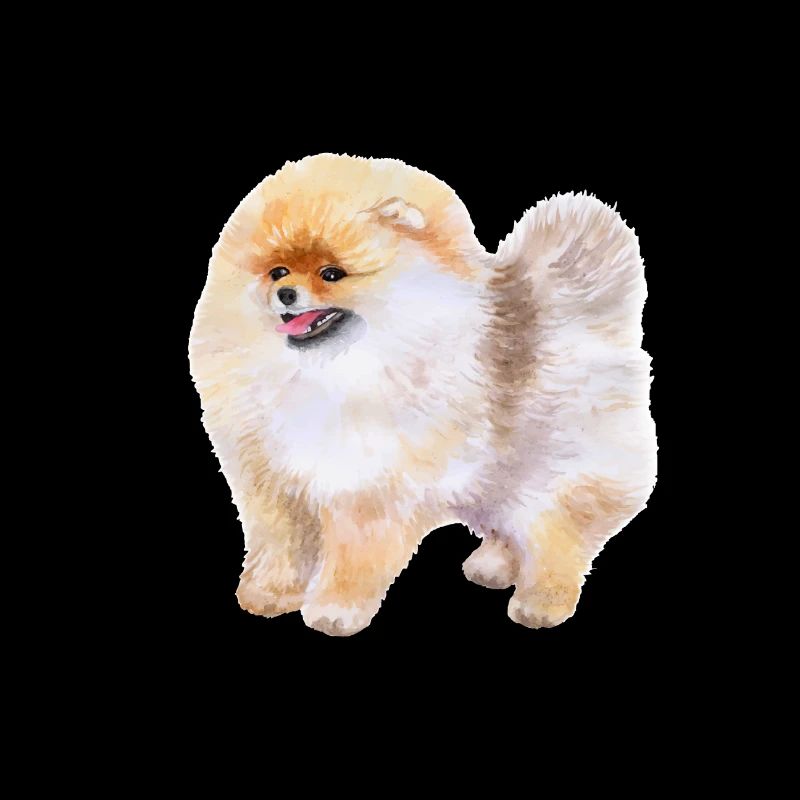 Illustration de l’aquarelle du chien Spitz de Poméranie