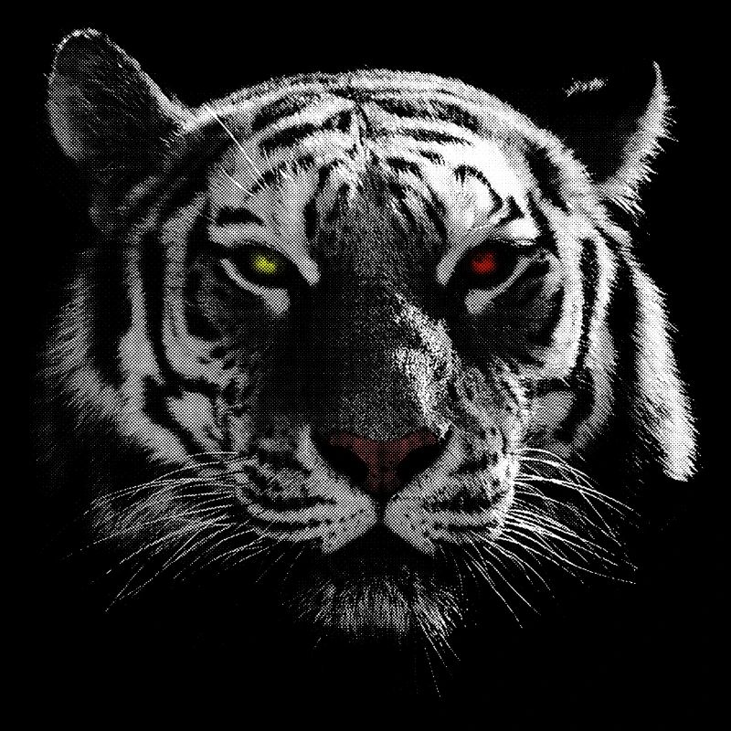 white tiger
