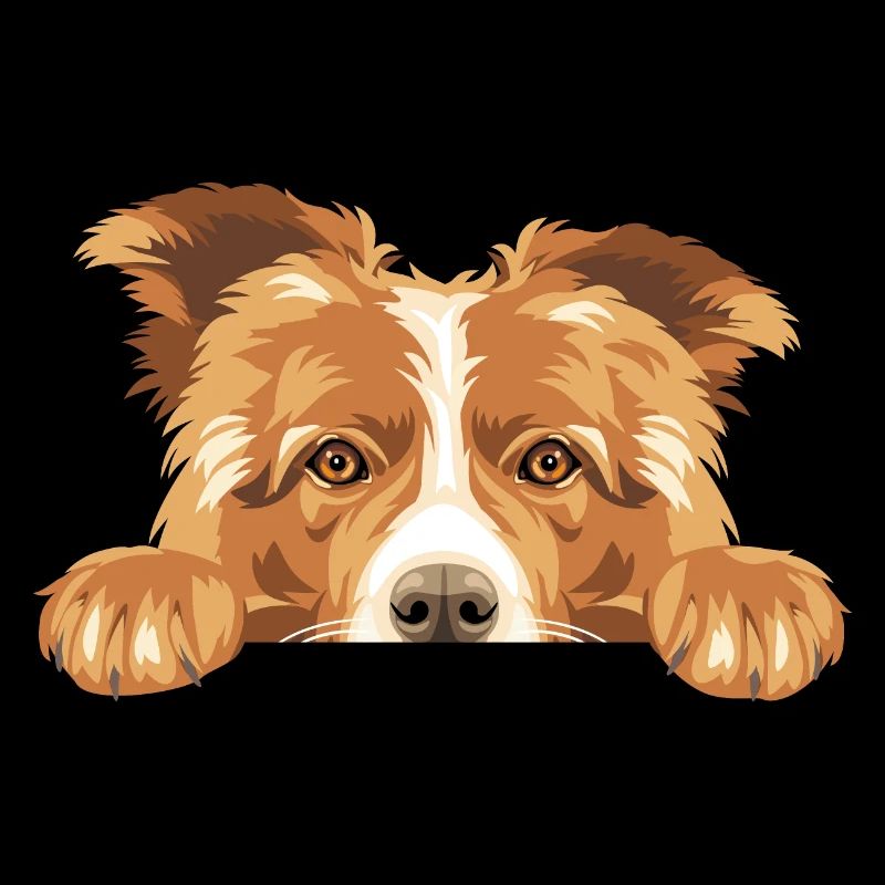 Coup d’œil triste chien Border Collie