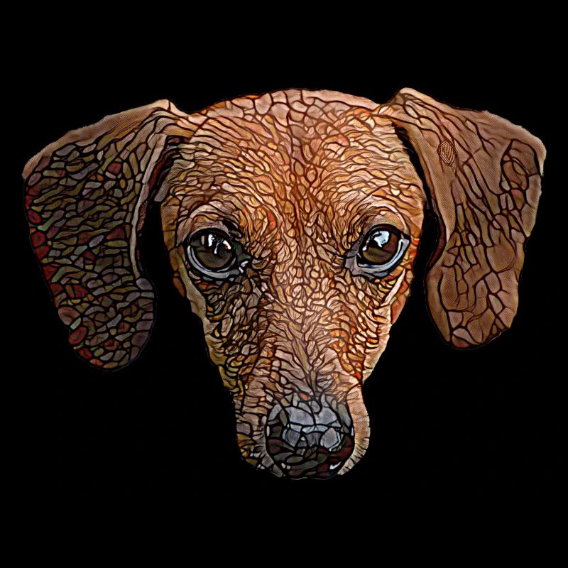 Dachshund Face