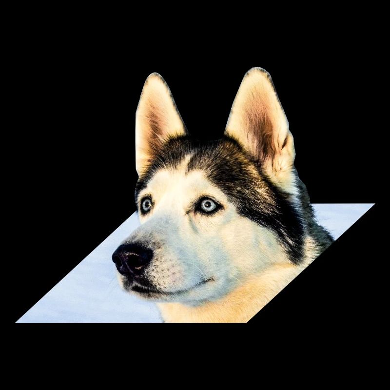 Husky