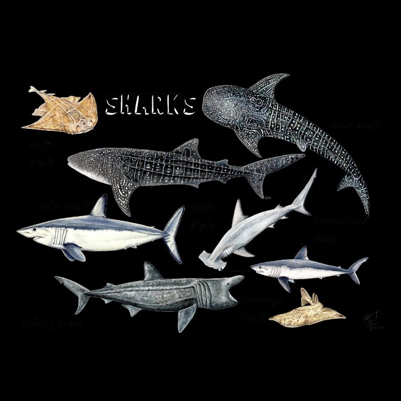Requins du monde: baleine, maraîche, poisson-ange