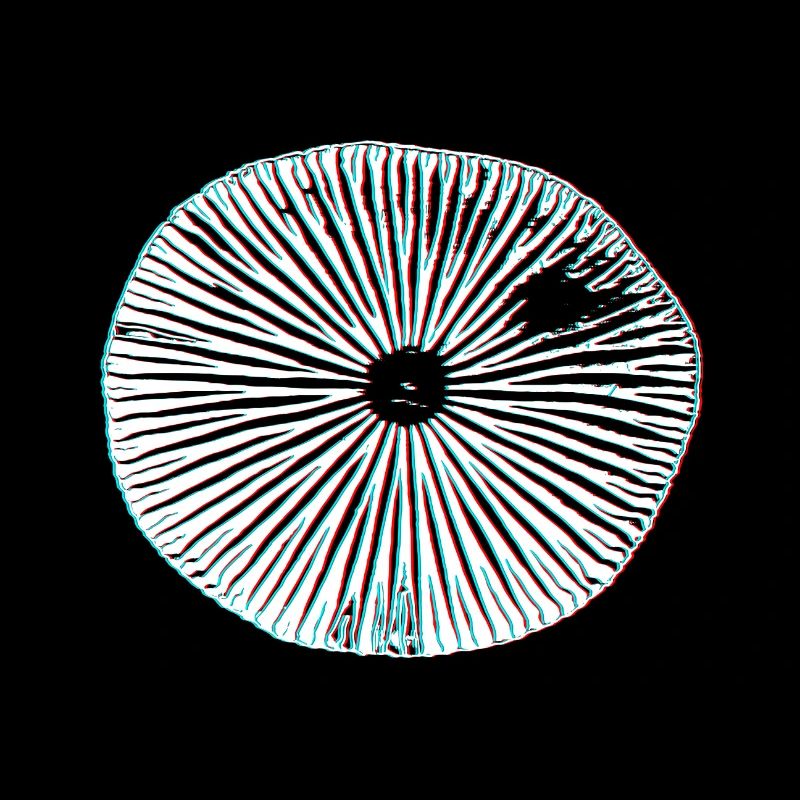 Champignons magiques psychédéliques impression 3D minimale