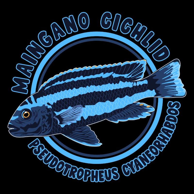 Cichlide Maingano Buntbarsch Malawi Mbuna Aquarium