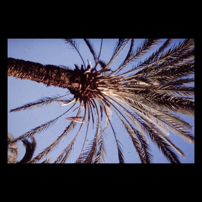 Coconut Tree
