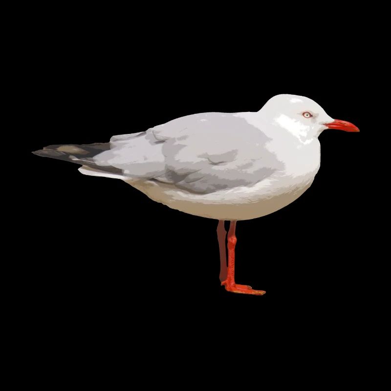 Möwe