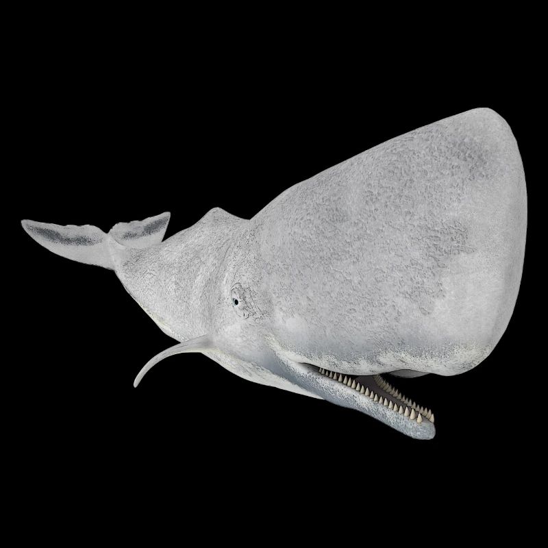 Sperm whale, whale, whale