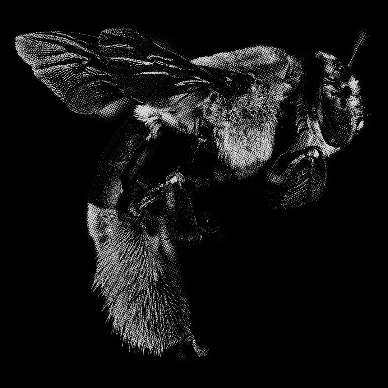 Bee bees design