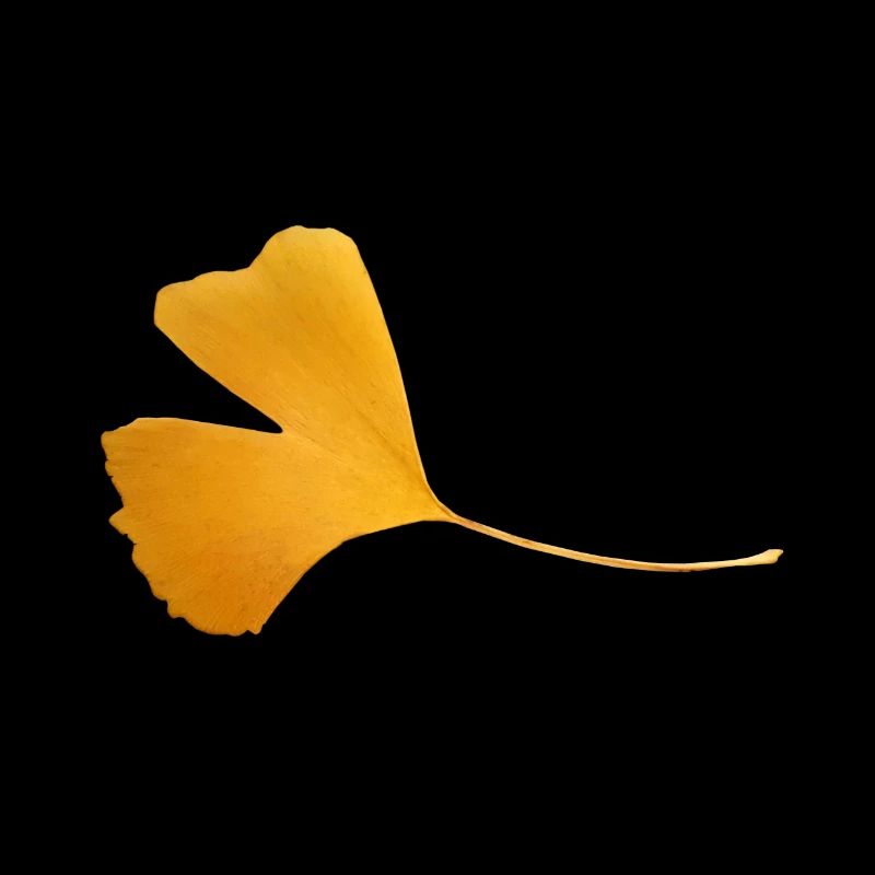 Ginkgo