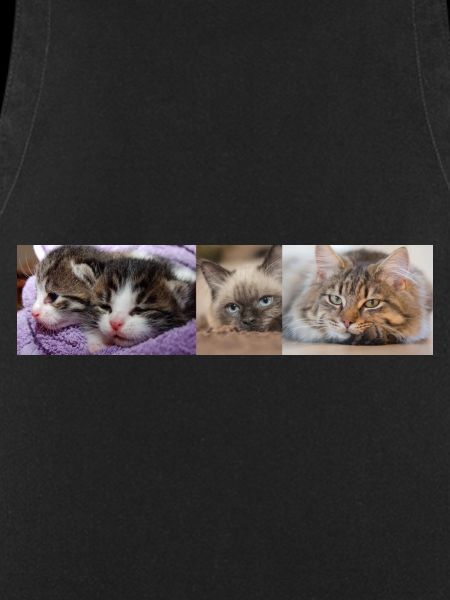 Feline