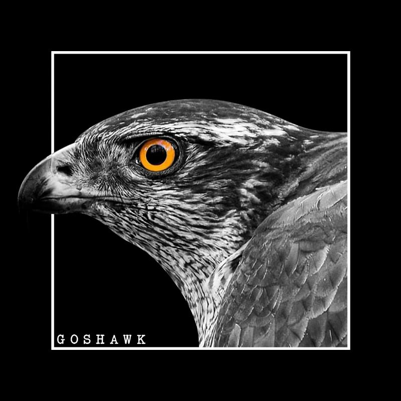 Habicht Greifvogel Beizvogel Raubvogel