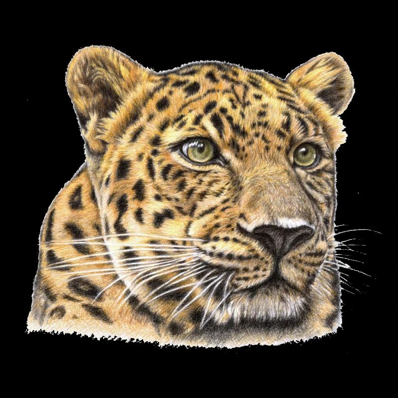Gepard Aquarell