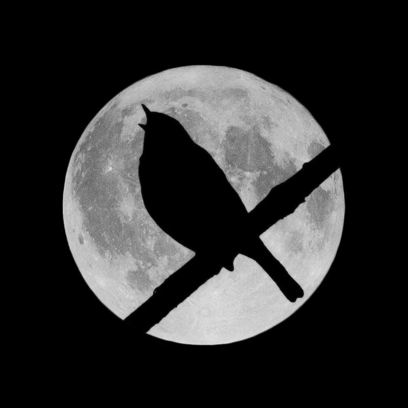 Moon bird