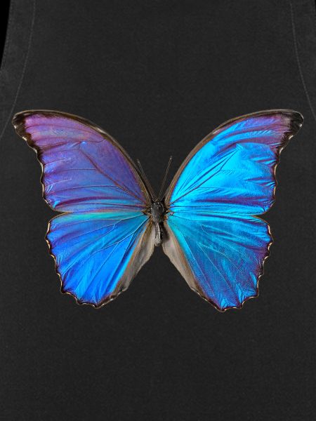 Blue Butterfly