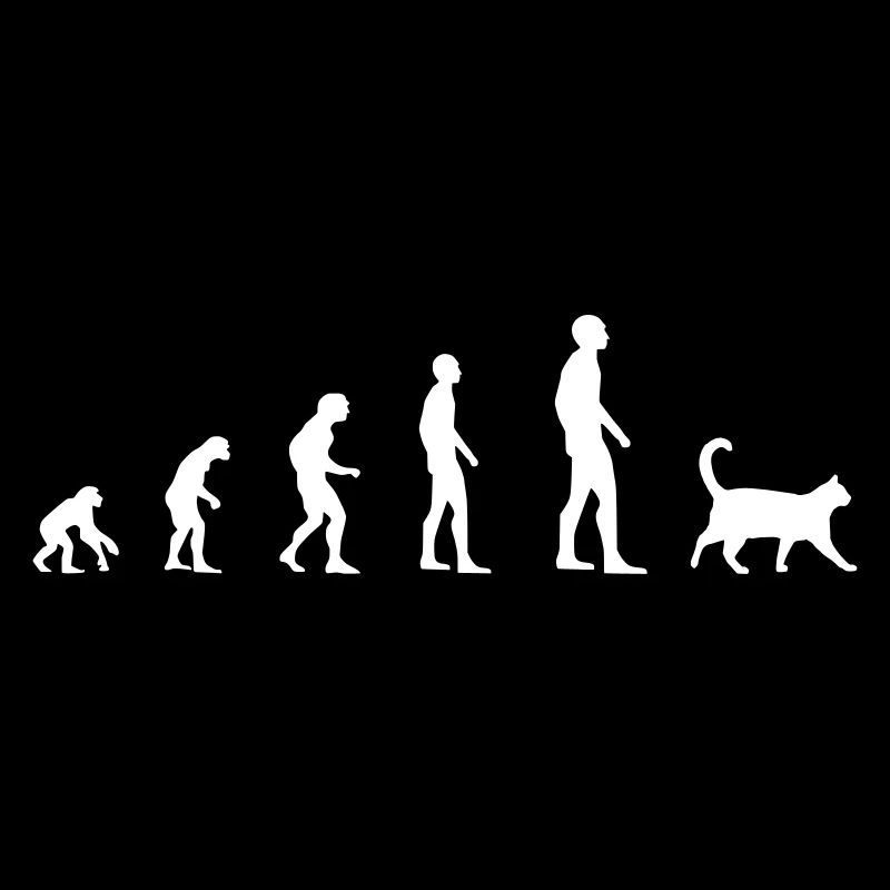Katze – Evolution