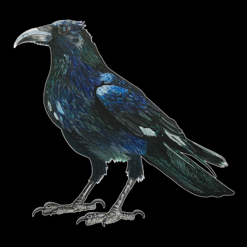 Raven crow with slightly bluish green feathers