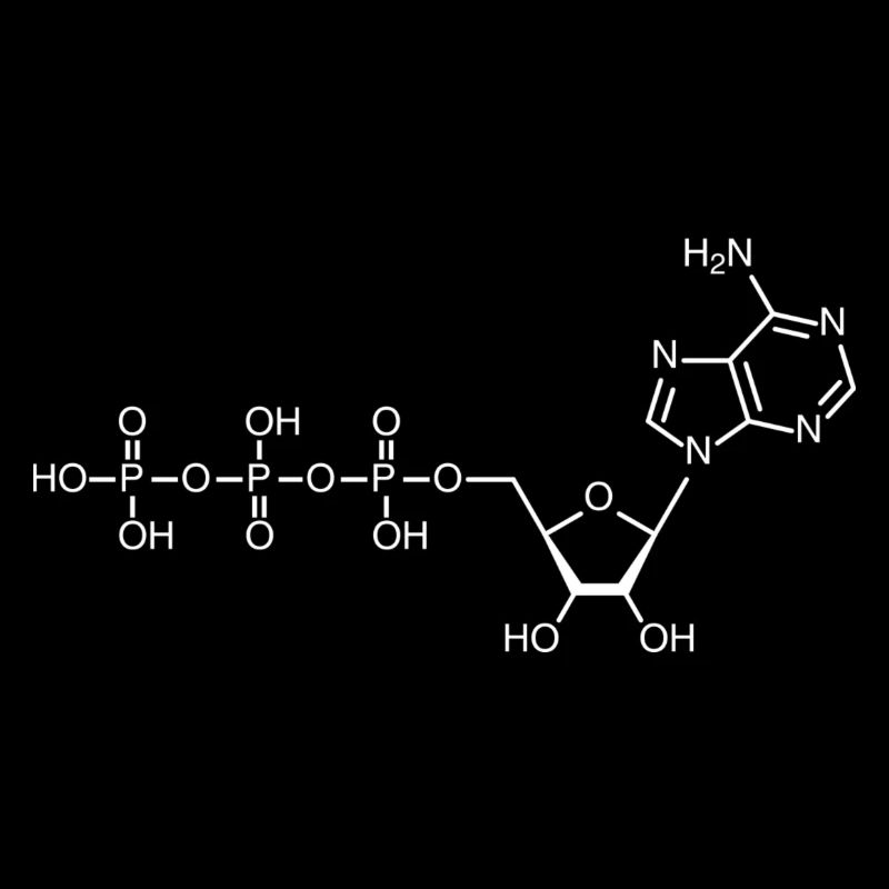 ATP - adenosine triphosphate - white