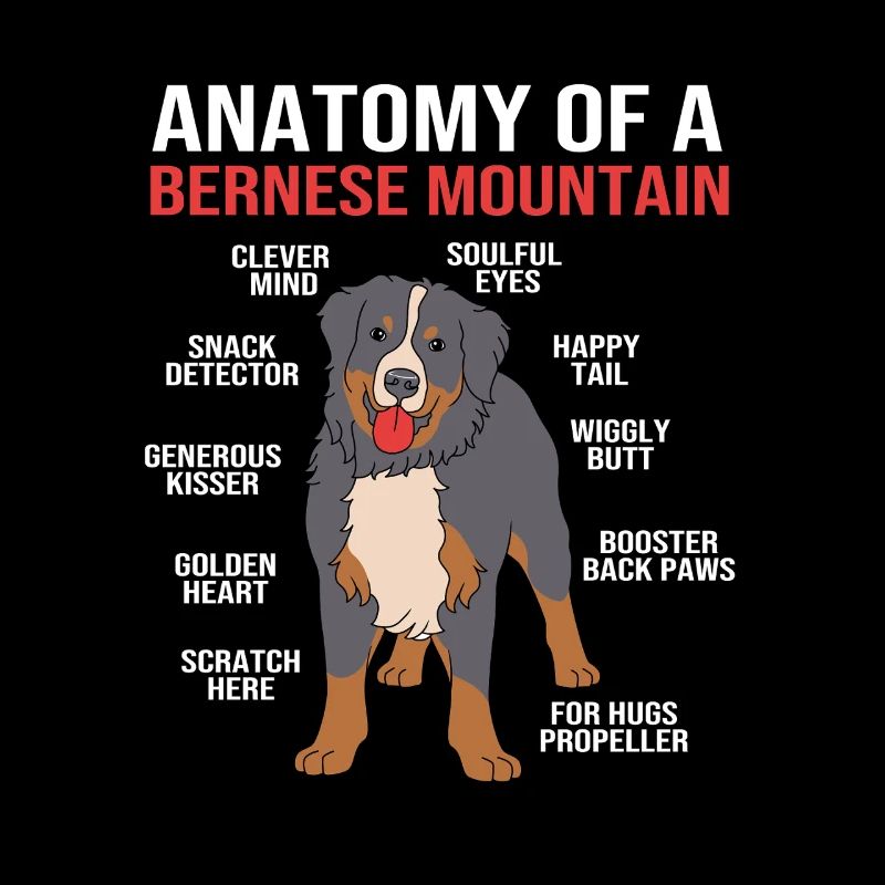 Bouvier bernois