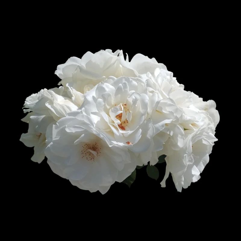 Rosier blanc
