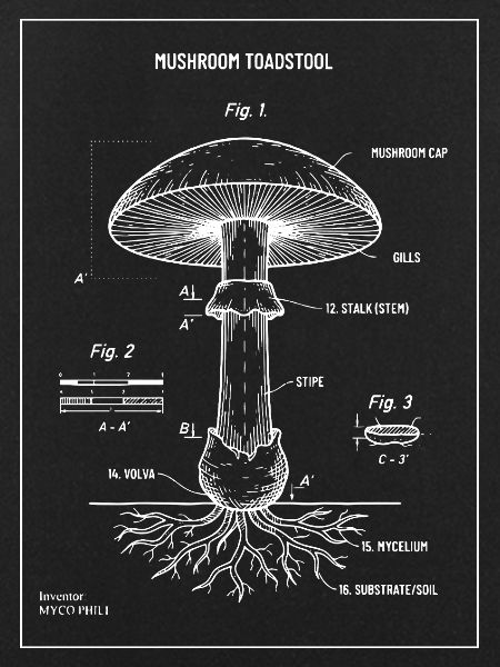 Toadstoolpilz-Blaupausendiagramm