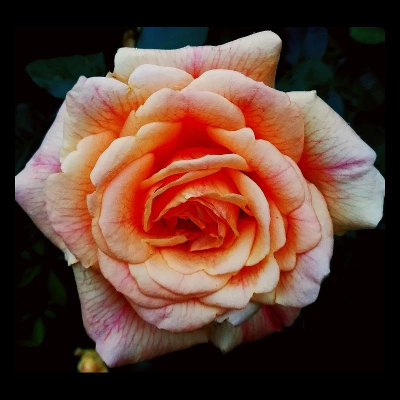 Rosentraum