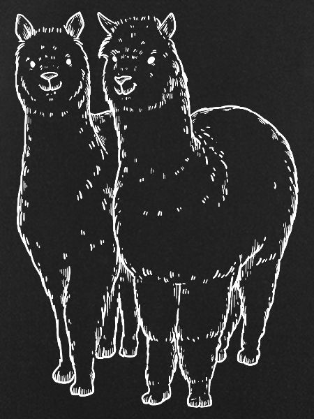 Two Alpaca Llama Lines Drawing