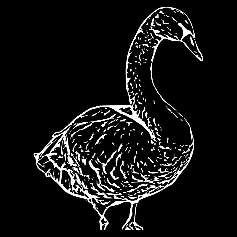 Schwan weiß Ente Vogel Gans