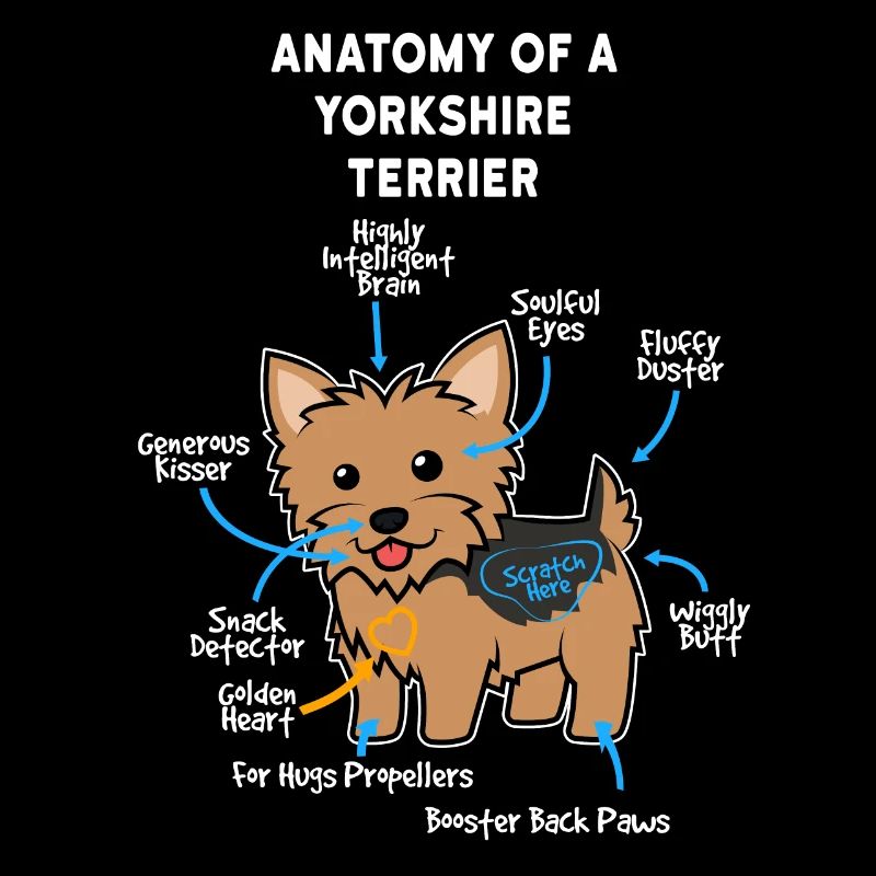 Hund Yorkshire Terrier