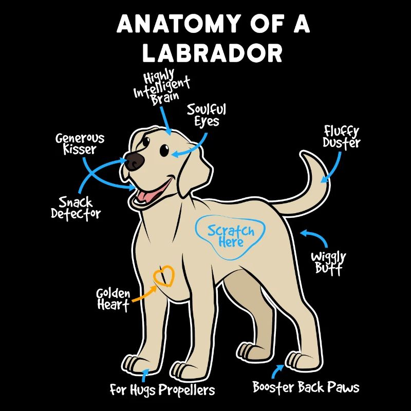 Chien Labrador