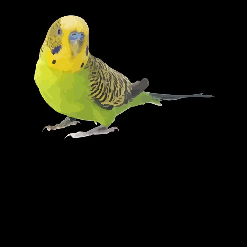 budgerigar