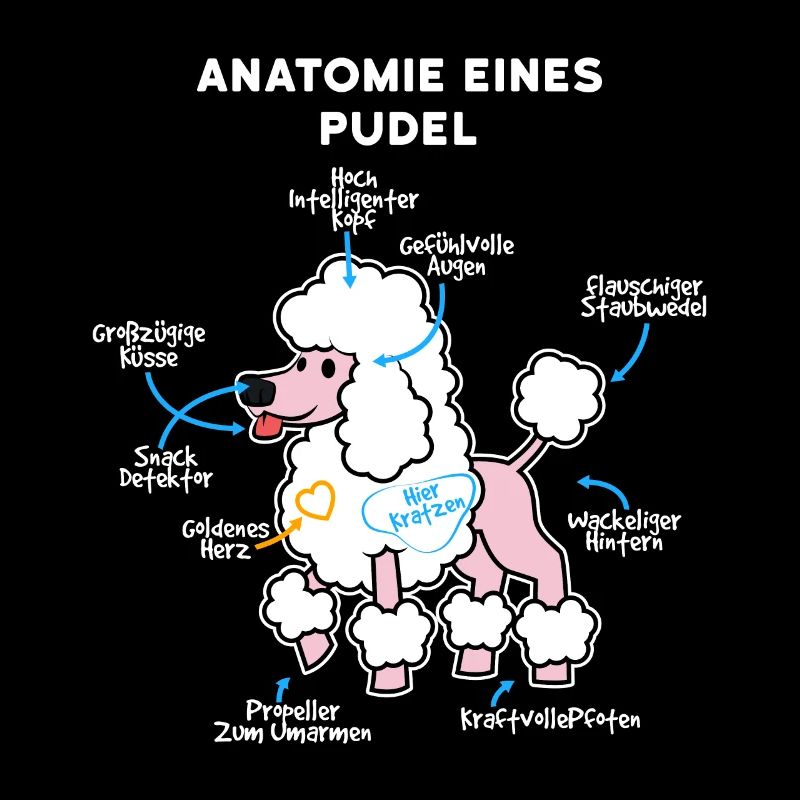 Anatomie Eines Pudel