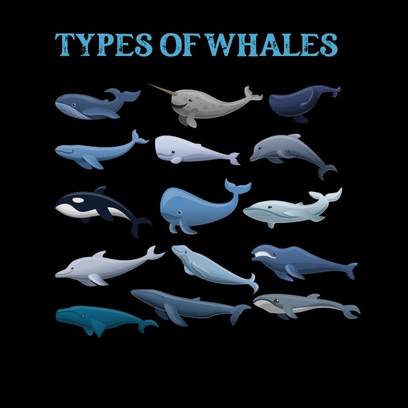 Types de baleines Whale Lovers Whales Espèces de baleines