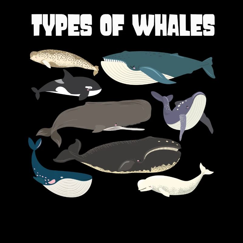Types de baleines Whale Lovers Whales Espèces de baleines