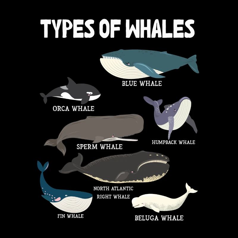 Types de baleines Whale Lovers Whales Espèces de baleines