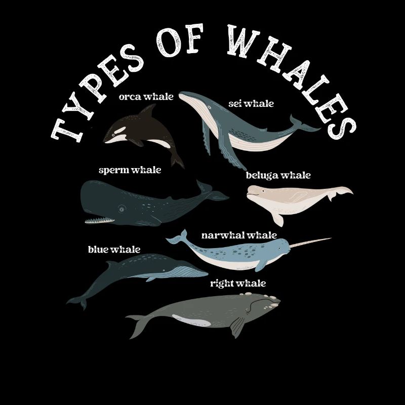 Types de baleines Whale Lovers Whales Espèces de baleines