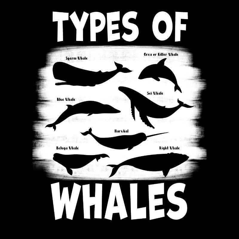 Types de baleines Whale Lovers Whales Espèces de baleines
