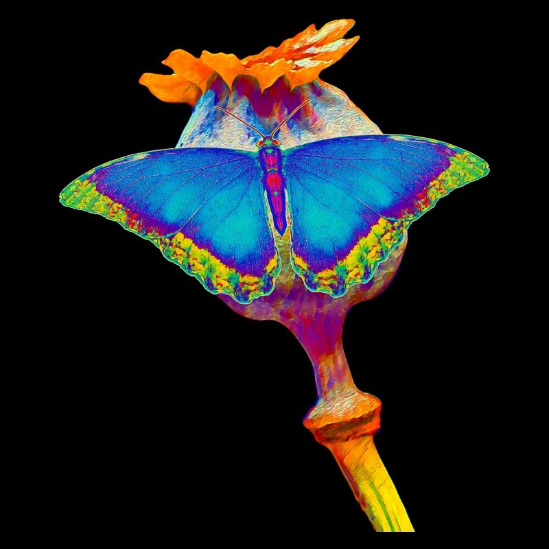 Papillon sur capsule d’opium