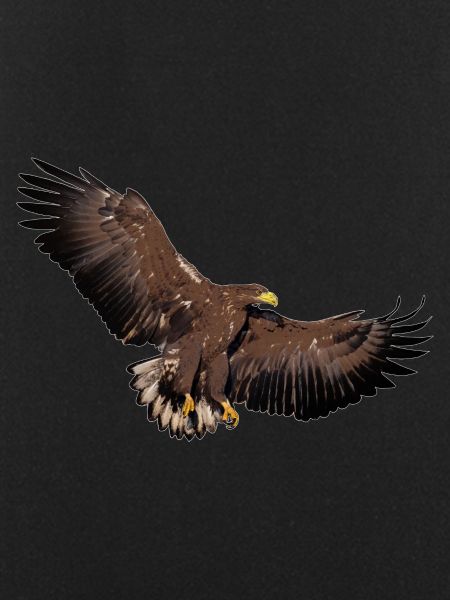 Adler later