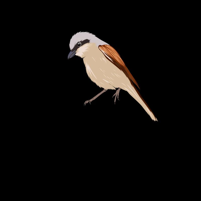 Pie-grièche écorcheur Lanius collurio Oiseau
