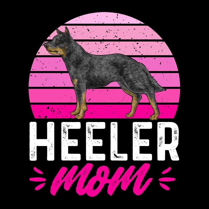 Bouvier australien Red Blue Heeler