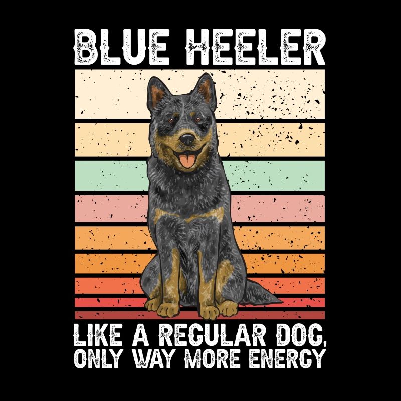 Bouvier australien Red Blue Heeler