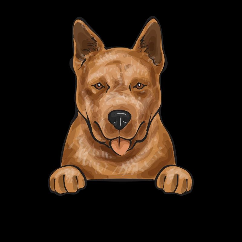 Bouvier australien Red Blue Heeler