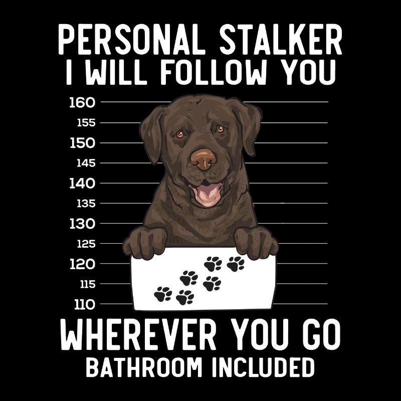 Chien Labrador Retriever chocolat