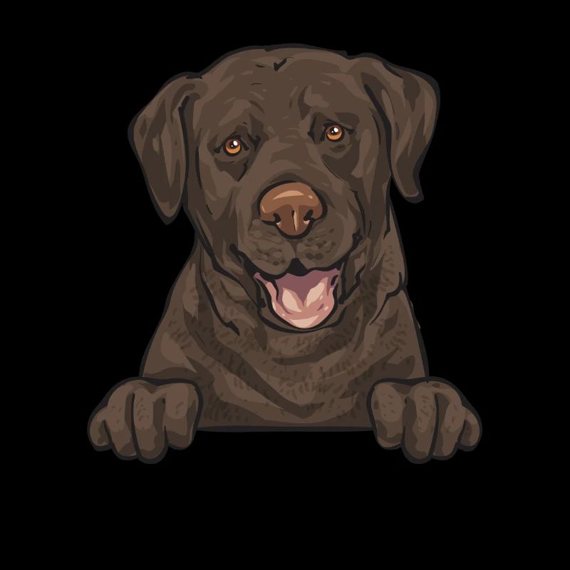 Chien Labrador Retriever chocolat