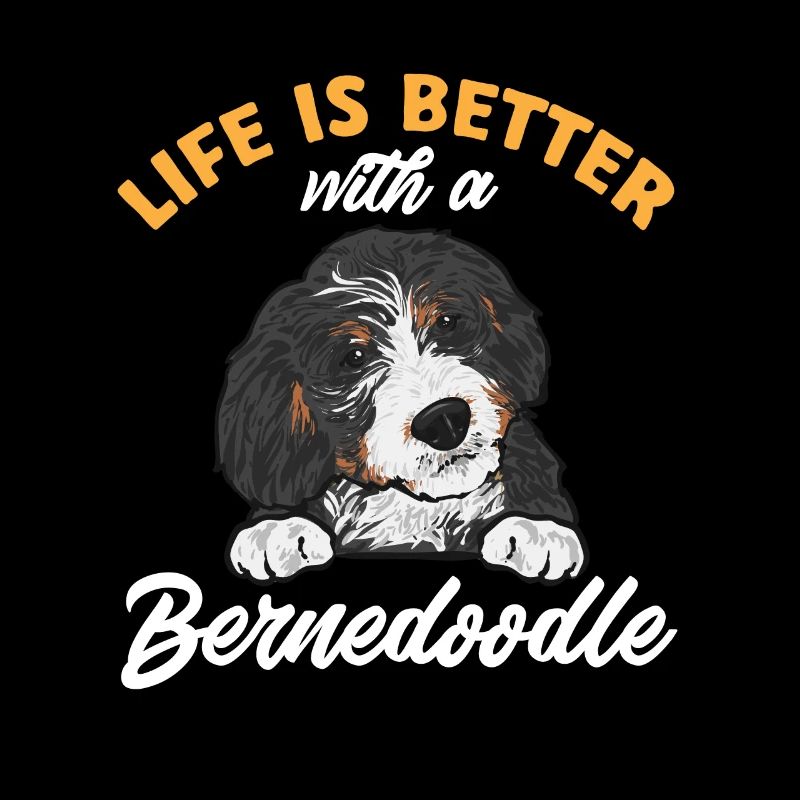 Bernedoodle Hund