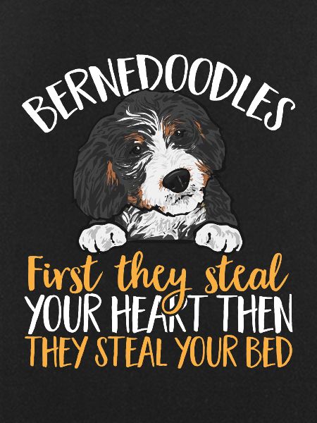 Bernedoodle Dog