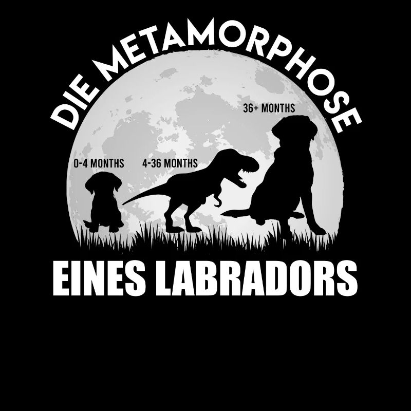 Labrador Hund METAMORPHOSE EINES LABRADORS
